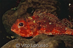 Fishs - Scorpanea notata by Vito Lorusso 